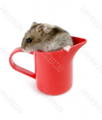 hamster in cup