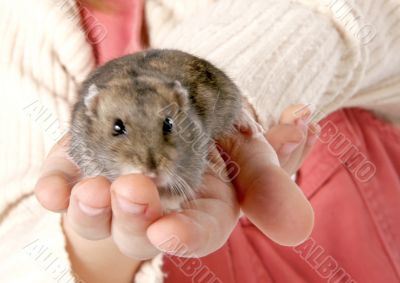 hamster in hands