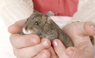 hamster in hands