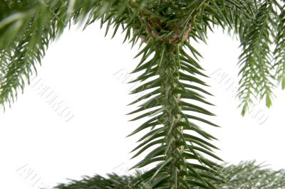 exotic christmas tree