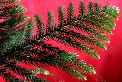 exotic christmas tree