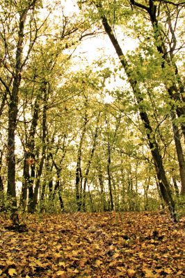 fall forest