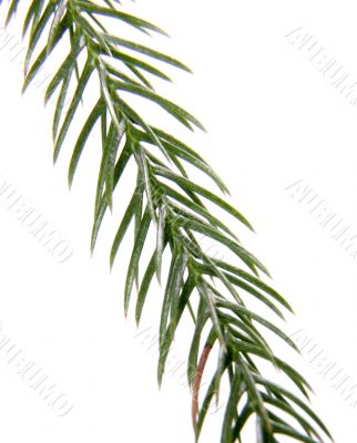 exotic christmas tree