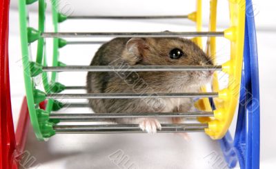hamster in wheel