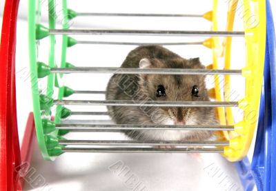 hamster in wheel