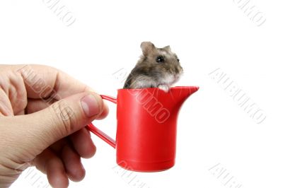 hamster in cup