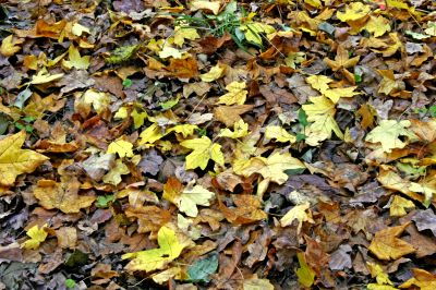fallen leaves