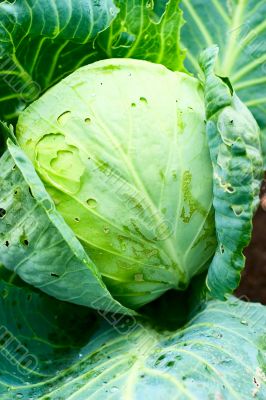 Cabbage with leaves
