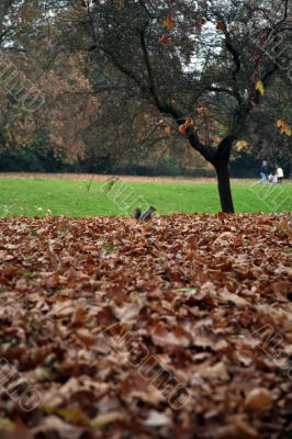squirrel in hyde park