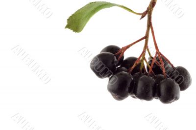Bunch of black mountain ash on white background