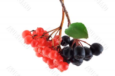 Isolated bunch of red arrowwood and black mountain ash