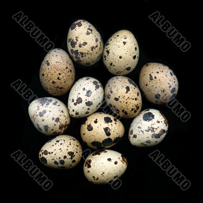 Quail eggs