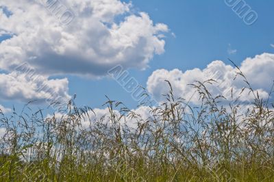 Field and sky