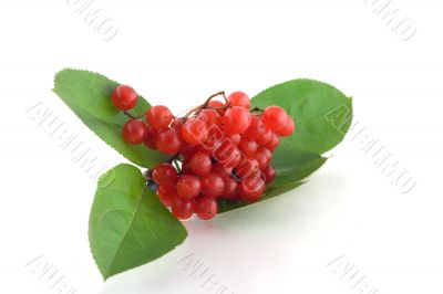 Red ashberry(Viburnum opulus)