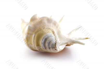 Sea shell