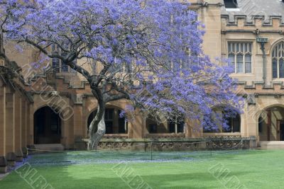 Sydney University Quadrangle