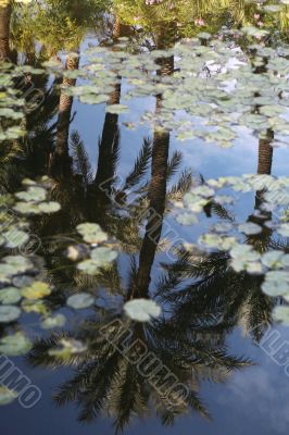 palms reflection