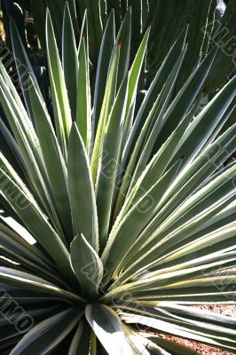 plant