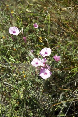 pink flowers