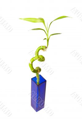 bamboo in vase