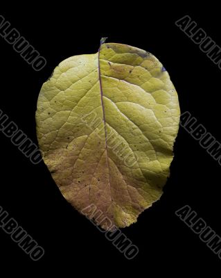 Autumn Leaf