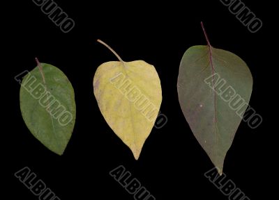 Three Leaves