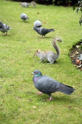 squirrel with pigeons