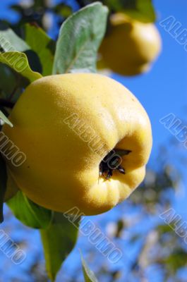 yellow rippen quince