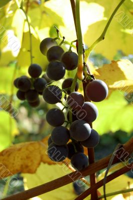 dark rippen grapes