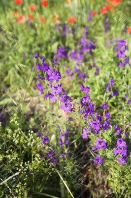 violets