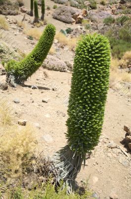 rare plant