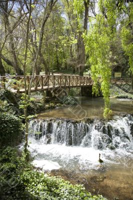 river at the forest