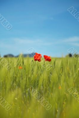 red poppies