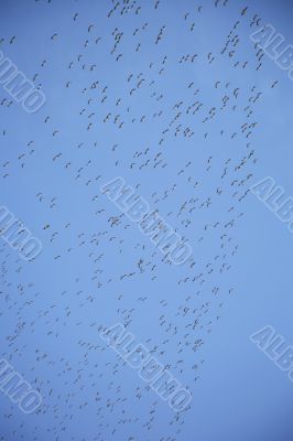 sky with birds