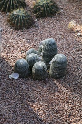small cactus