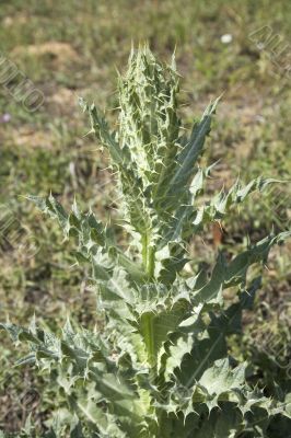thistle