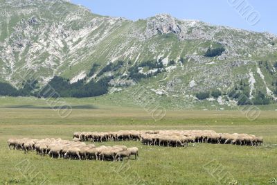 Sheeps at Campo Imperatore