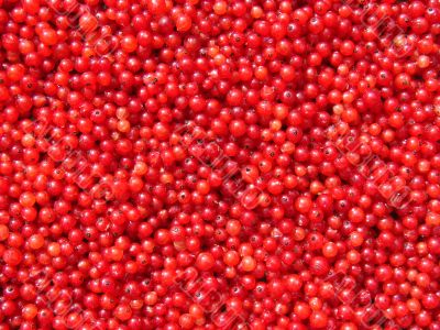 Red cranberries