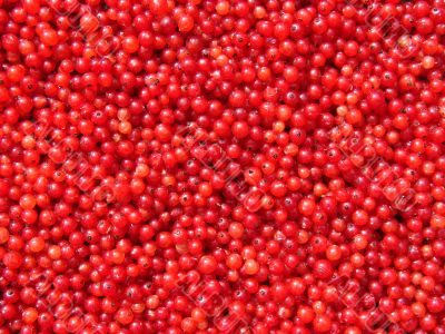 Red cranberries