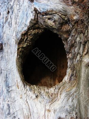 Hollow in tree