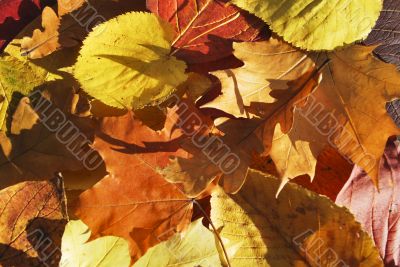 Carpet of leafs