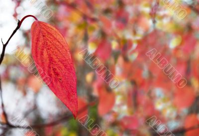 Beautiful autumn leaf