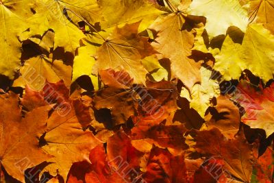 Carpet of leafs