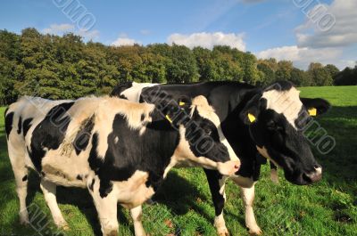 Dutch cows
