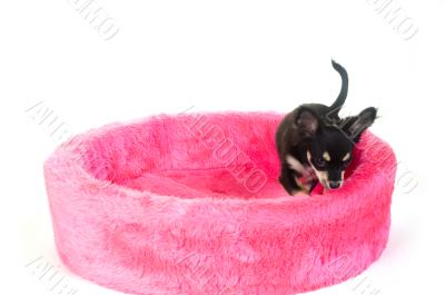 Little dog in pink basket