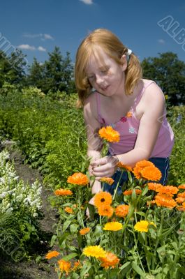 Plucking marigolds