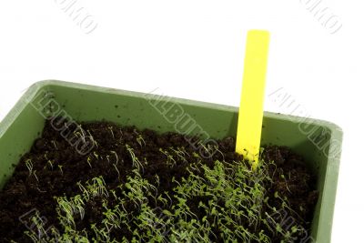 seed growing