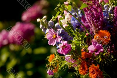 Summer flowers
