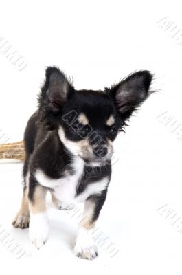 Chihuahua