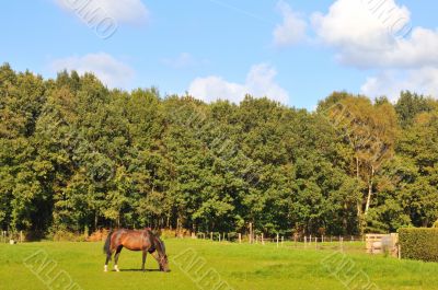 Horses in the grass